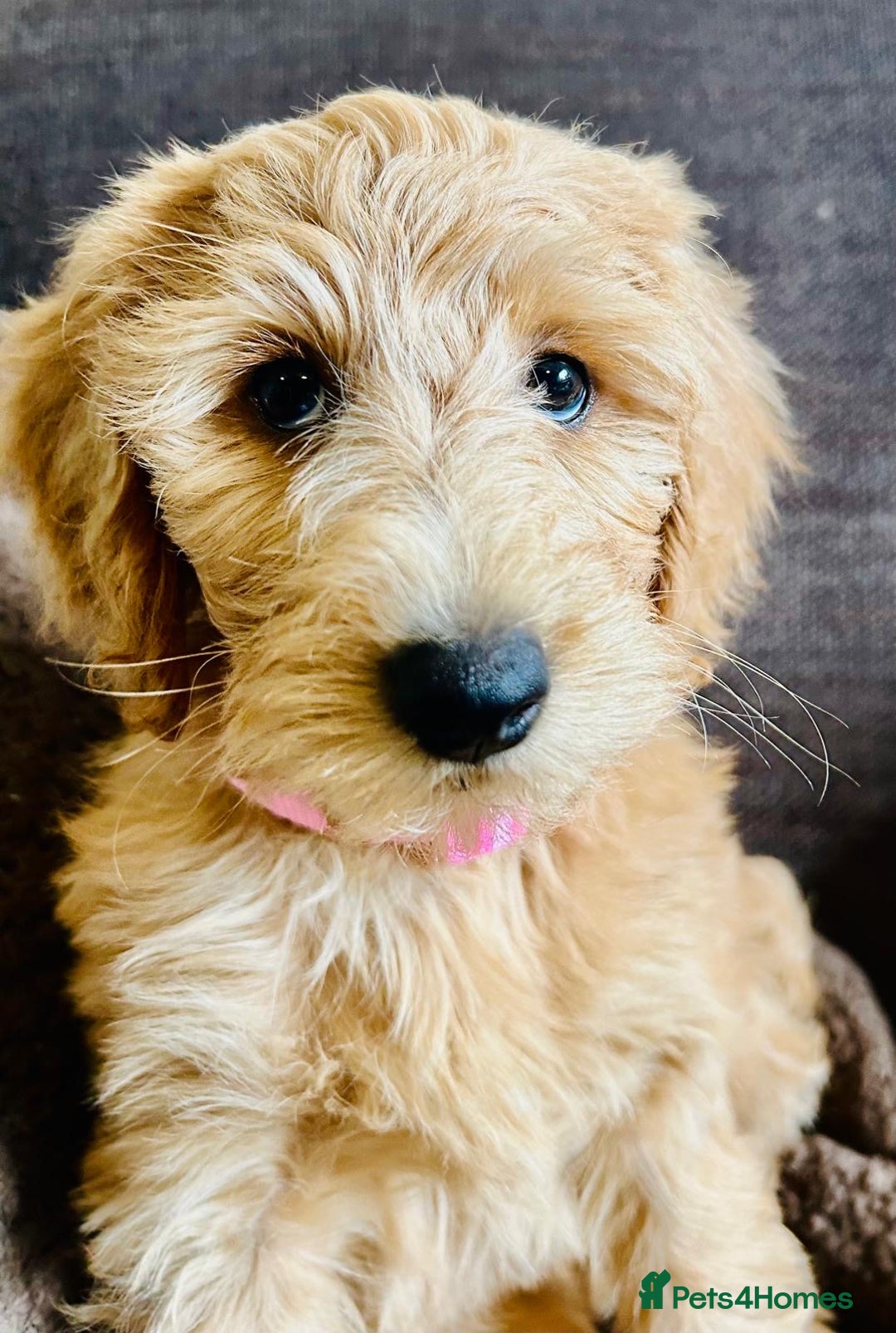 Labradoodle dogs for sale:  Adorable 🥰 Miniature Labradoodle Puppies F2B  - Image 33