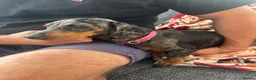 Dachshund dogs for sale: Beautiful nine week old dash hound puppies - Advert 4