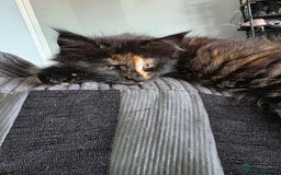 Maine Coon cats for sale: LAST ONE. Female mainecoon - Image 3