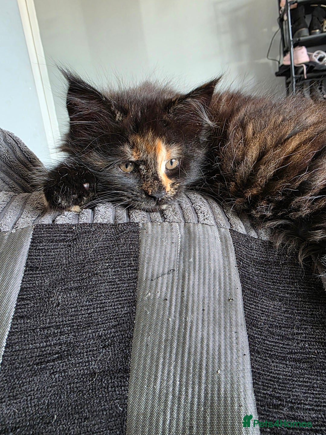 Maine Coon cats for sale: LAST ONE. Female mainecoon - Image 3