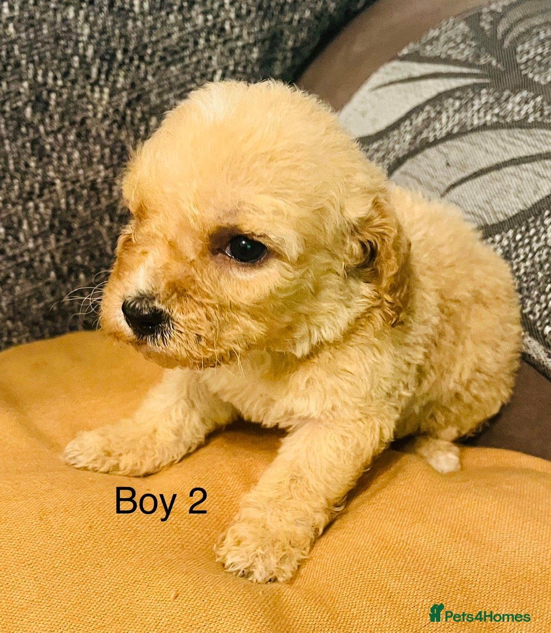 Cavapoochon dogs for sale: Stunning Cavapoochon puppies  - Advert 11