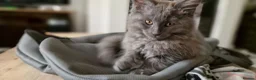 Mixed Breed cats for sale: Marble Bengal x Maine Coon kittens in New Milton - Advert 6