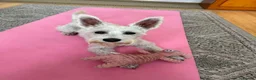 Miniature Schnauzer dogs for stud: KC Regi Mini Schnauzer ♂ Looking for a Girlfriend in London - Advert 3