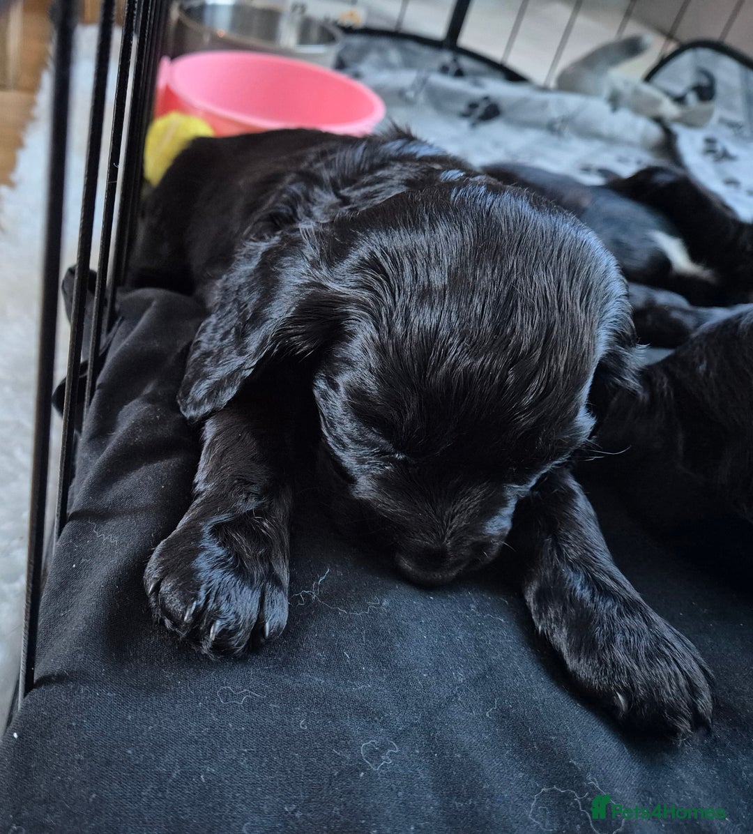 Cocker Spaniel dogs for sale: Stunning Working Cocker Spaniels - Advert 10