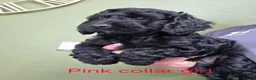 Cockapoo dogs for sale: F1 Cockapoos hereditary clear - Advert 8