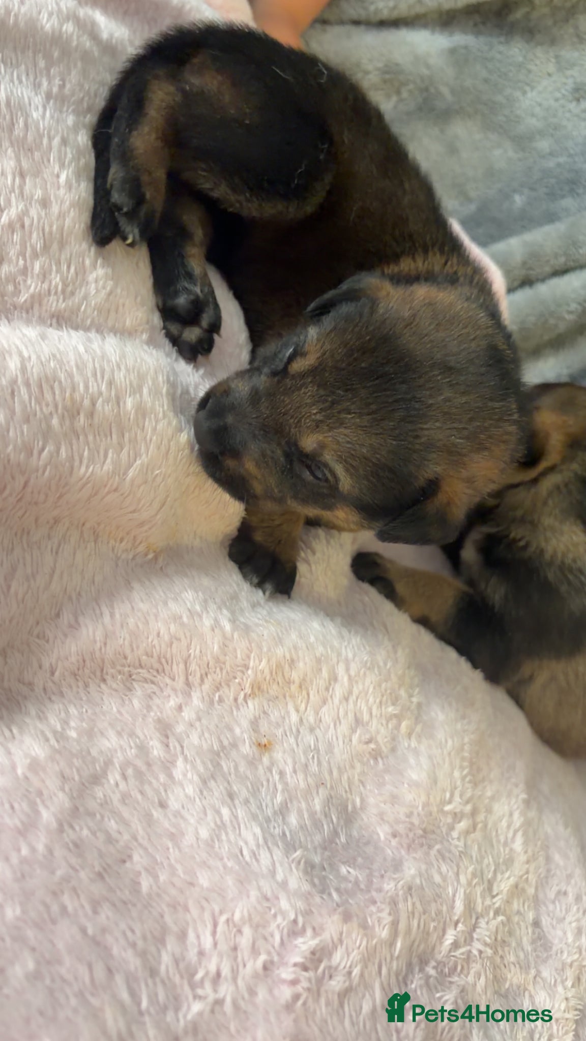 Mixed Breed dogs for sale: Belgian Mali x German shepherd  - Advert 3