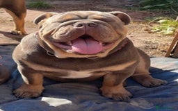 English Bulldog dogs for sale: British bulldog male  - Image 4