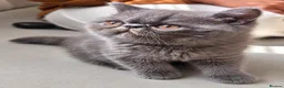 Exotic cats for sale: Beautiful Blue/Grey Exotic Shorthair boy Kitten 💙 - Advert 4