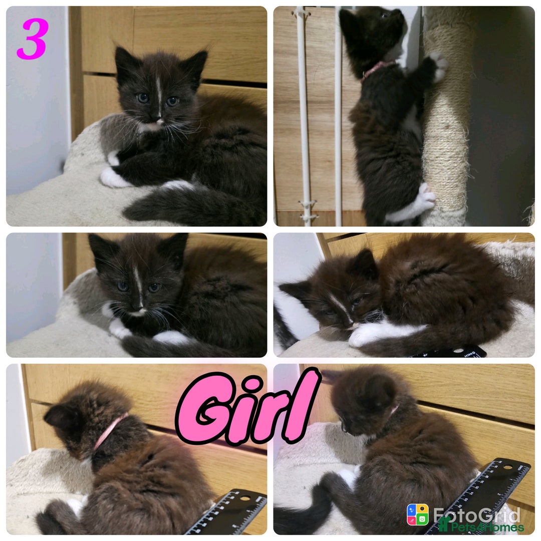 Mixed Breed cats for sale: 4 stunning bengal cross kittens ready 14/09/25 - Image 3