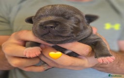 Staffordshire Bull Terrier dogs for sale: Beautiful Staffy Puppies (Blue and Black) - Image 21