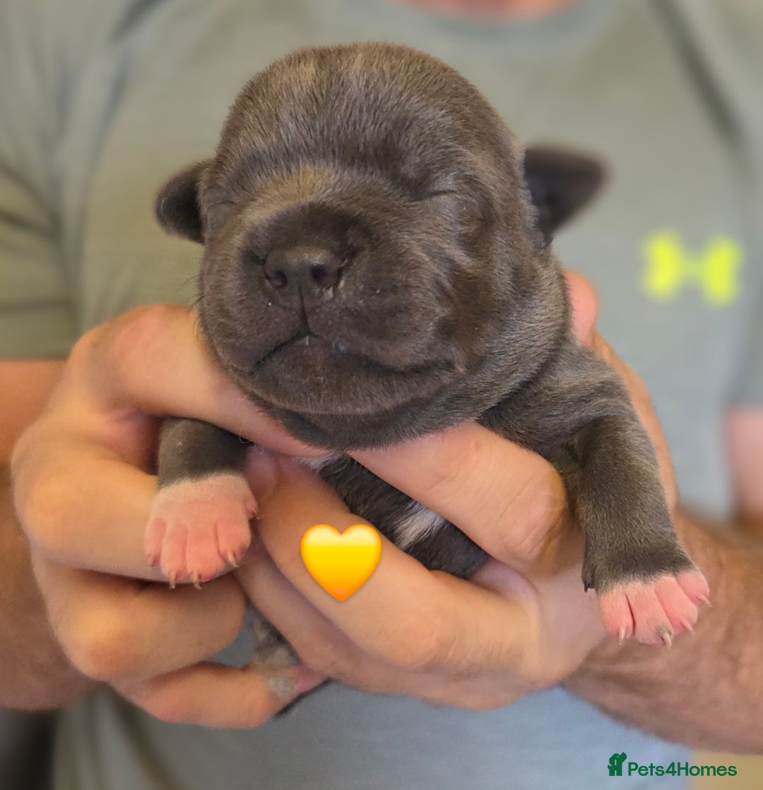 Staffordshire Bull Terrier dogs for sale: Beautiful Staffy Puppies (Blue and Black) - Image 21