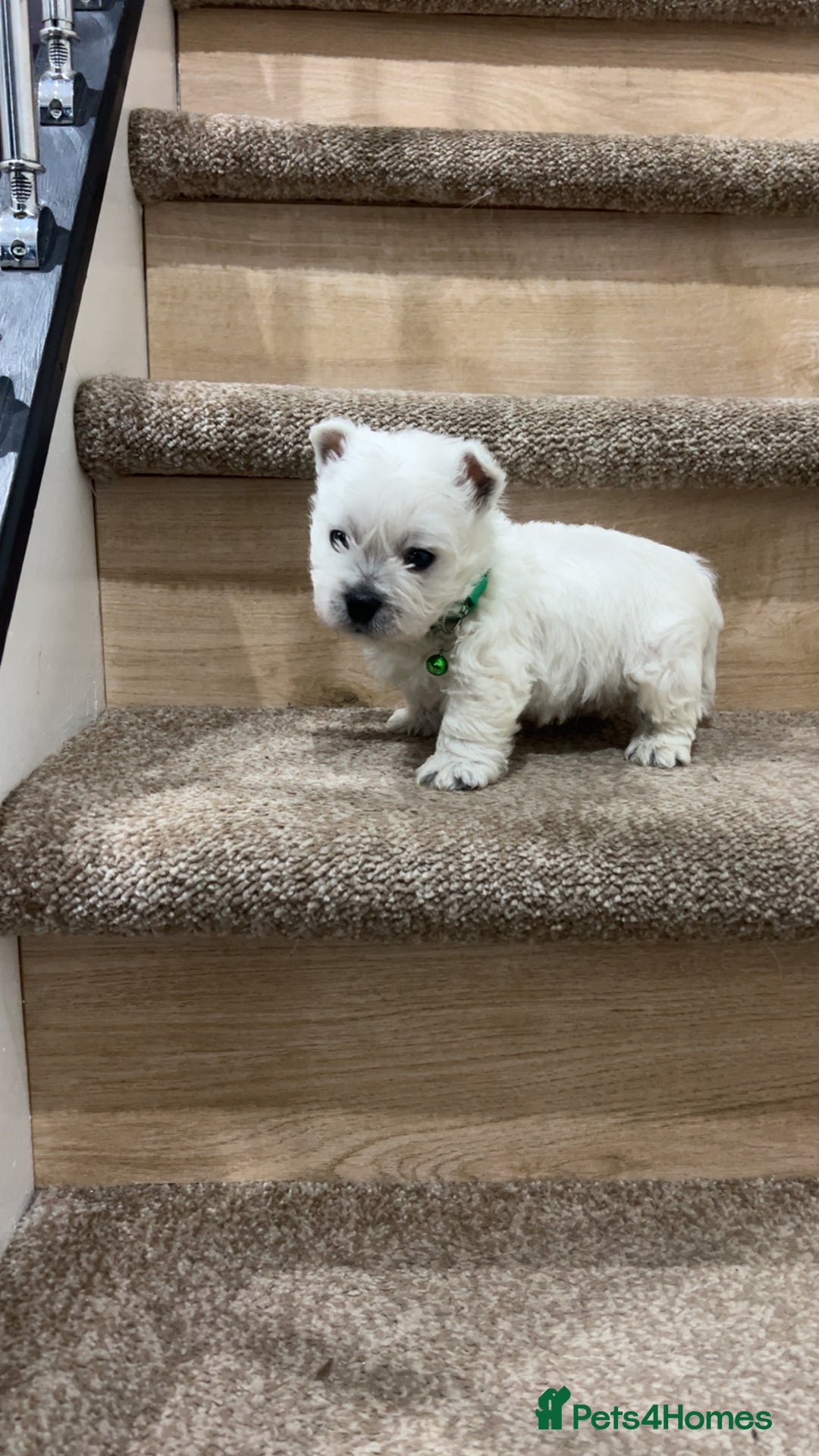West Highland Terrier dogs for sale: Kc registered west highland white puppies.  - Advert 11