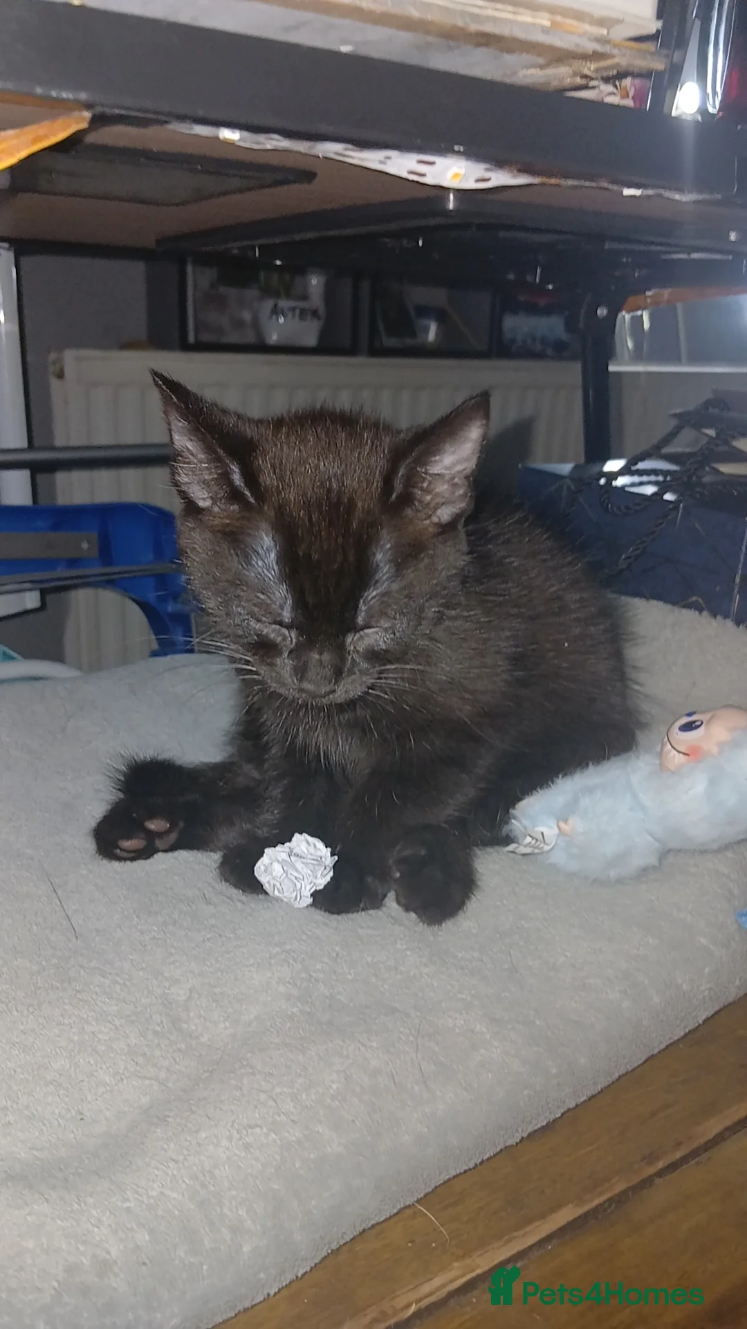 Mixed Breed cats for sale: Baby kitten for sale  - Advert 2