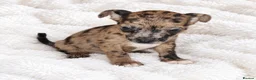 Mixed Breed dogs for sale: 1 Female - French Bull Jack Puppies - Advert 7