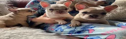 French Bulldog dogs for sale: French Bulldog Puppies - Advert 5