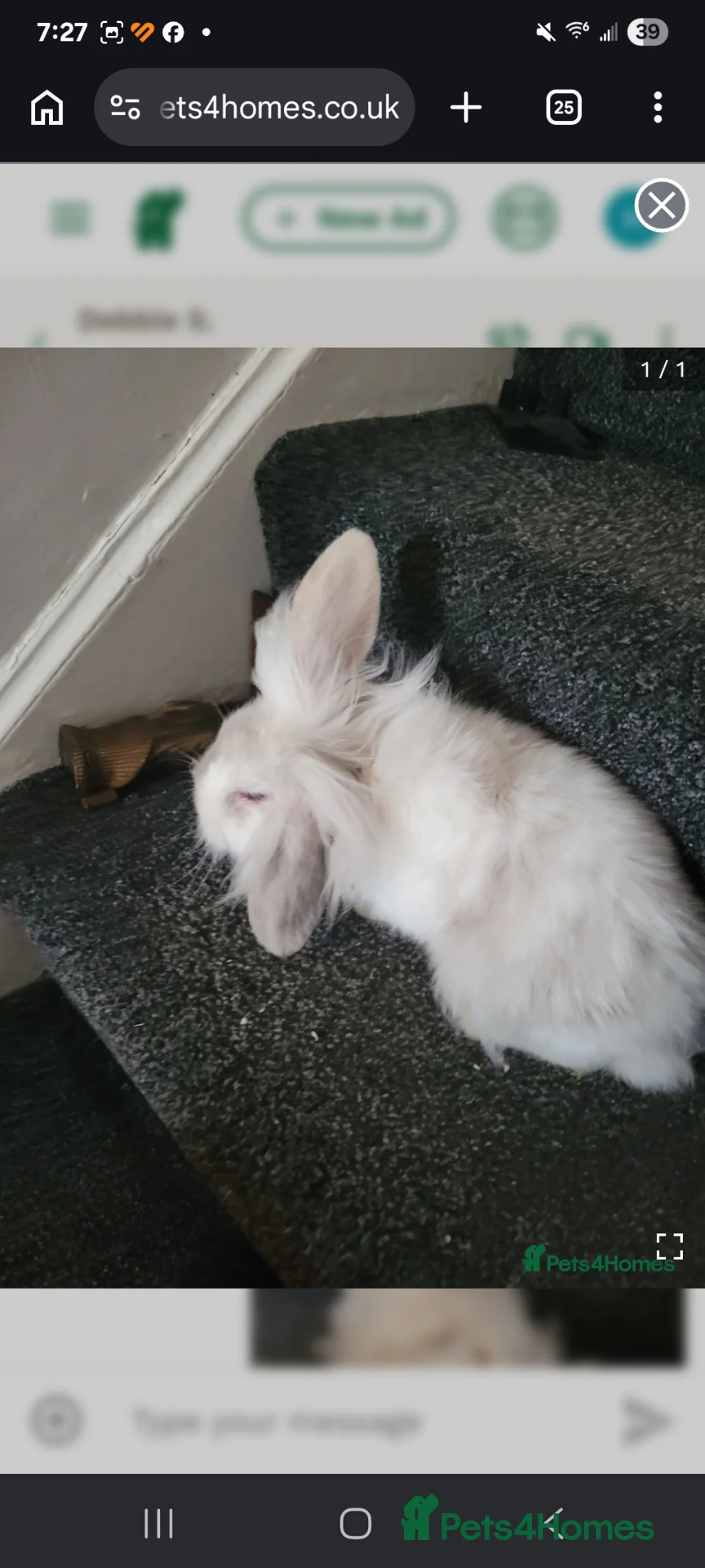 Lionhead rabbits for sale: Absolutely beautiful fluffy lionheads - Advert 1