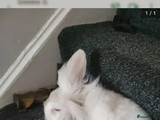 Lionhead rabbits Absolutely beautiful fluffy lionheads - Advert 20