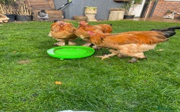 Chickens poultry for sale: Buff Columbian Brahma  - Image 1