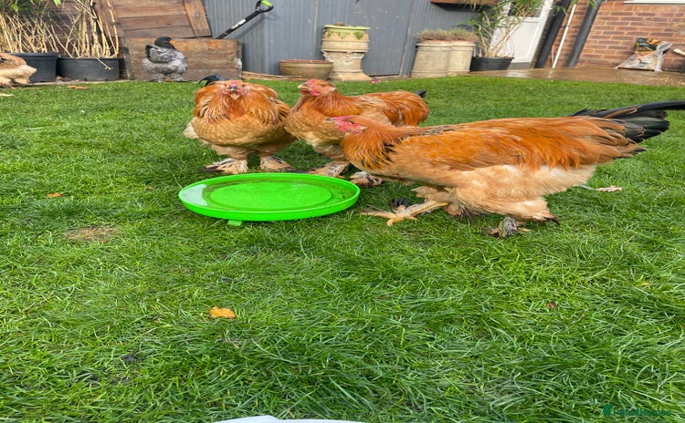 Chickens poultry - Advert 1