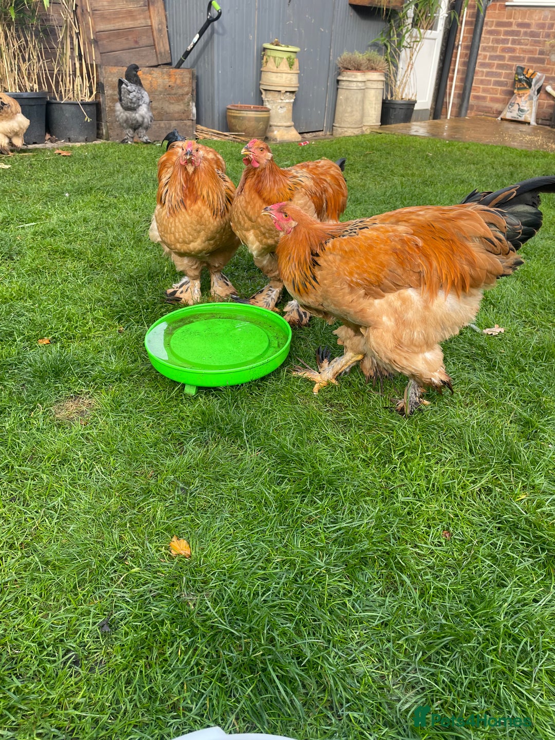 Chickens poultry for sale: Buff Columbian Brahma  - Image 1