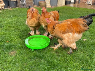 Chickens poultry - Advert 1