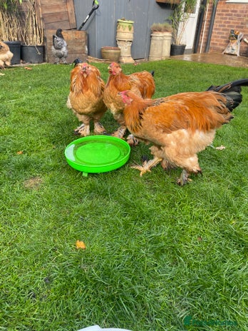 Chickens poultry - Advert 1