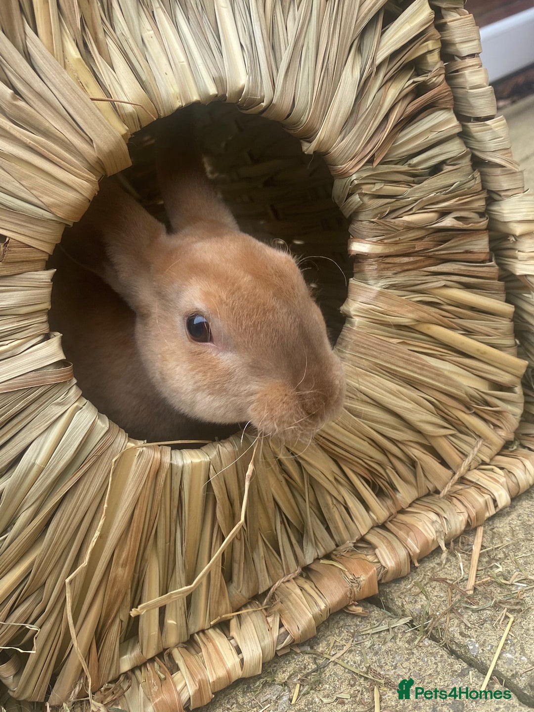 Rex rabbits for sale: Peach and Apricot need rehoming - Advert 3