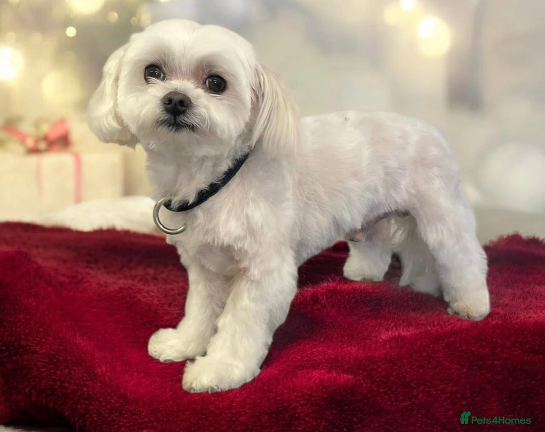 Maltipoo dogs for sale: Maitlpoo  - Advert 14