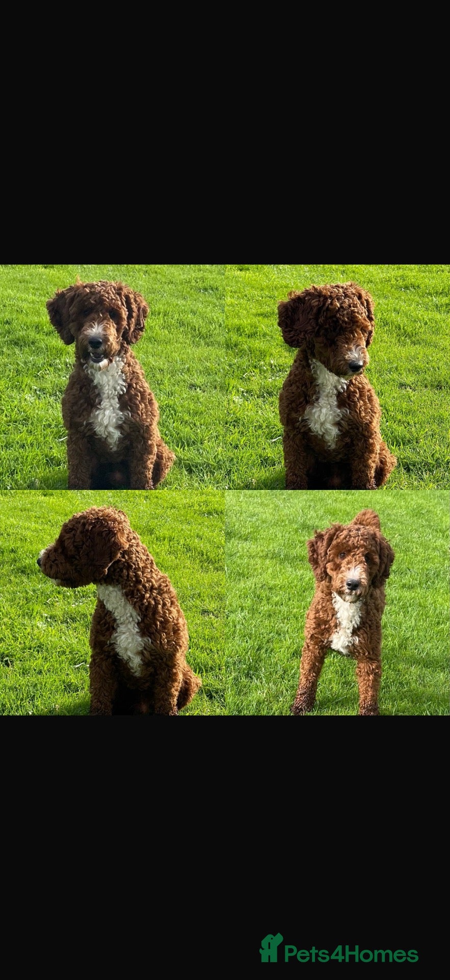 Cockapoo dogs Stunning Deep Red Cockapoos - Advert 2