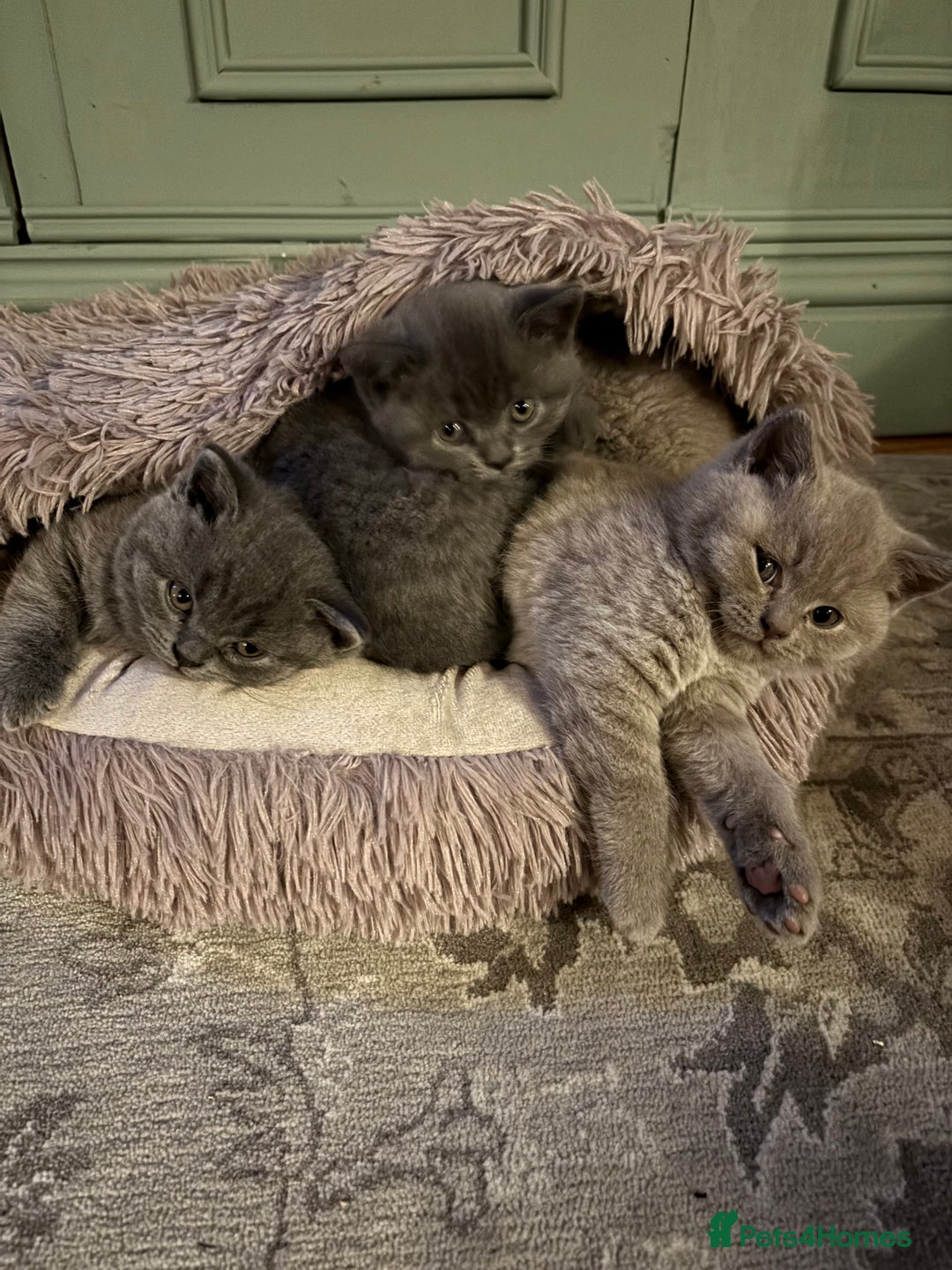 British Shorthair cats for sale: British Shorthair Kittens For Sale - Advert 6