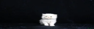 Persian 3