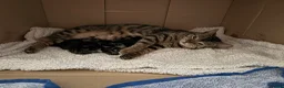Mixed Breed cats for sale: 4 Bengal mix kittens in Hastings - Advert 8