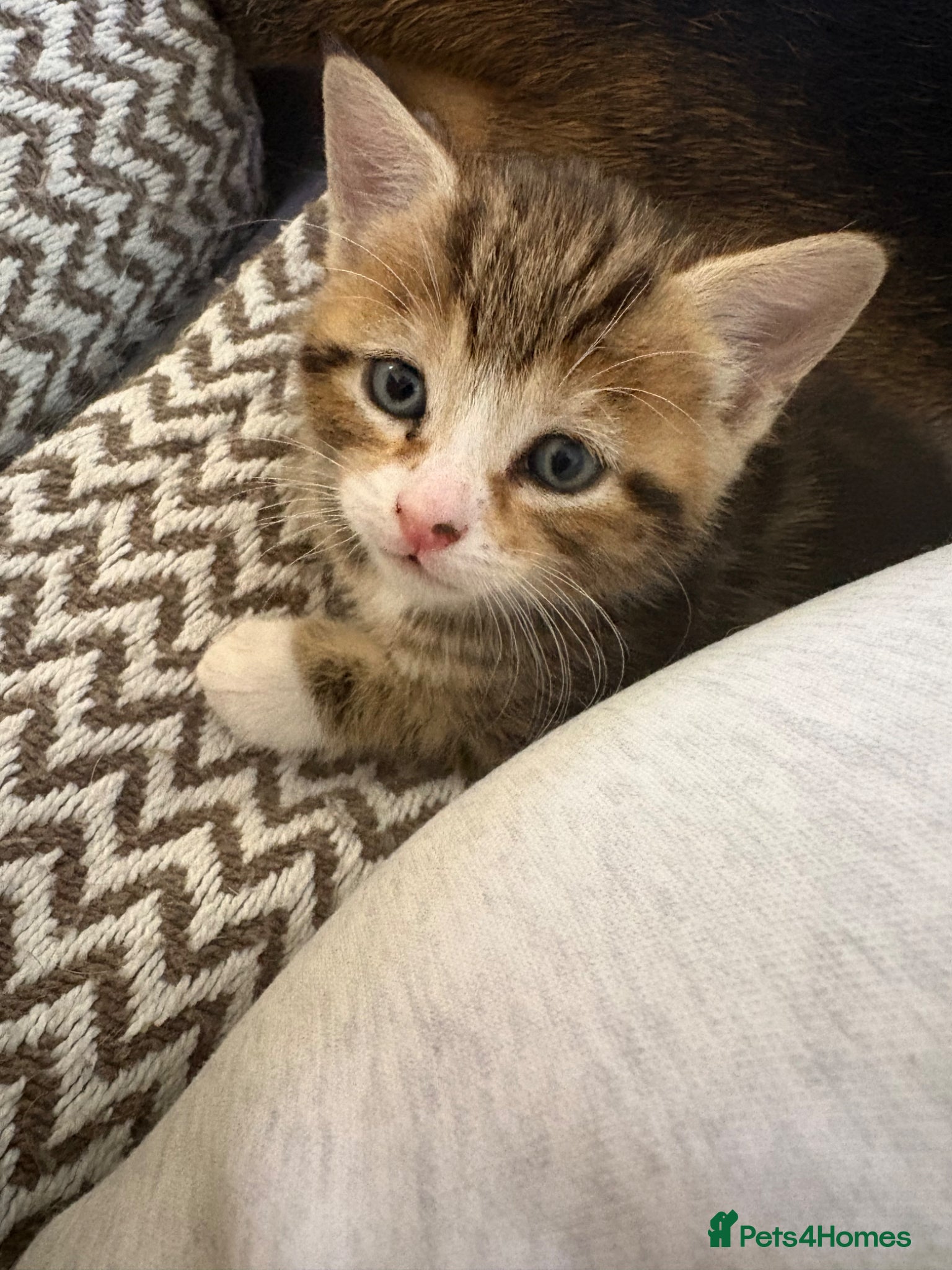 Mixed Breed cats 2 left girl and boy  ♥️🐱🐱🐱 - Advert 2