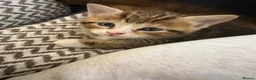 Mixed Breed cats for sale: 2 left girl and boy  ♥️🐱🐱🐱 - Advert 2