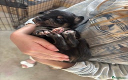Mixed Breed dogs for sale: Collie Whippet Puppies - Image 3