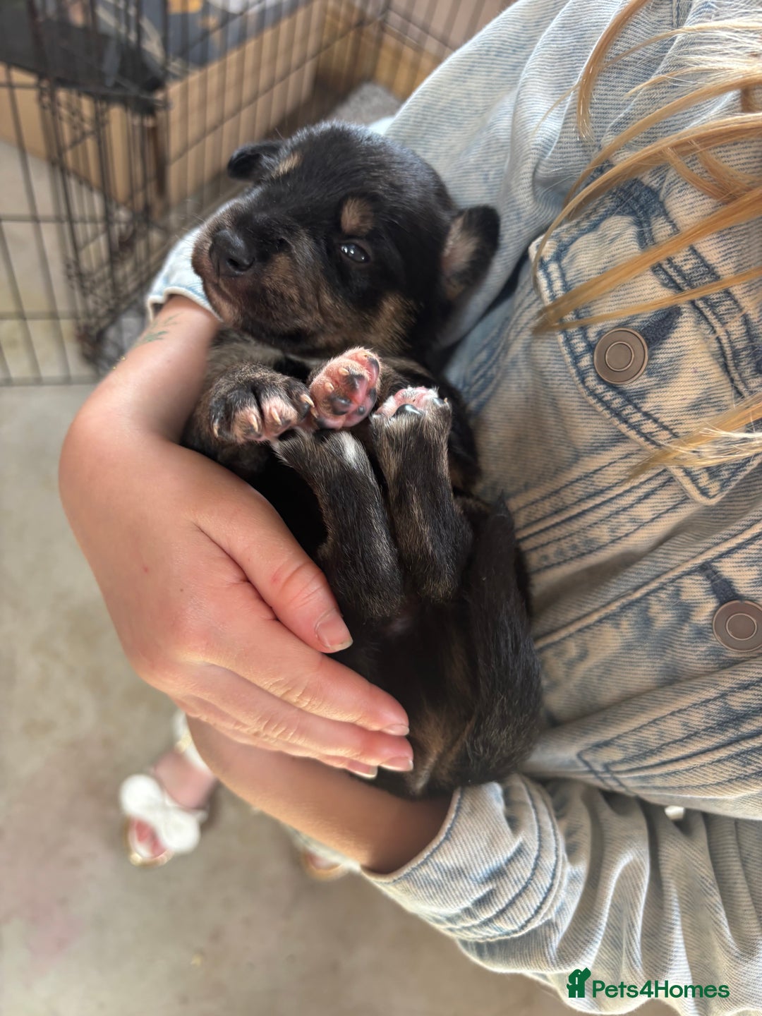 Mixed Breed dogs for sale: Collie Whippet Puppies - Image 3