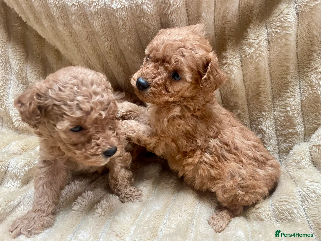 Mixed Breed dogs for sale: 2 adorable miniature poodles  - Advert 7