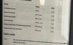 Cocker Spaniel dogs for sale: Kc reg show cocker spaniels. Heath tested parents - Image 6