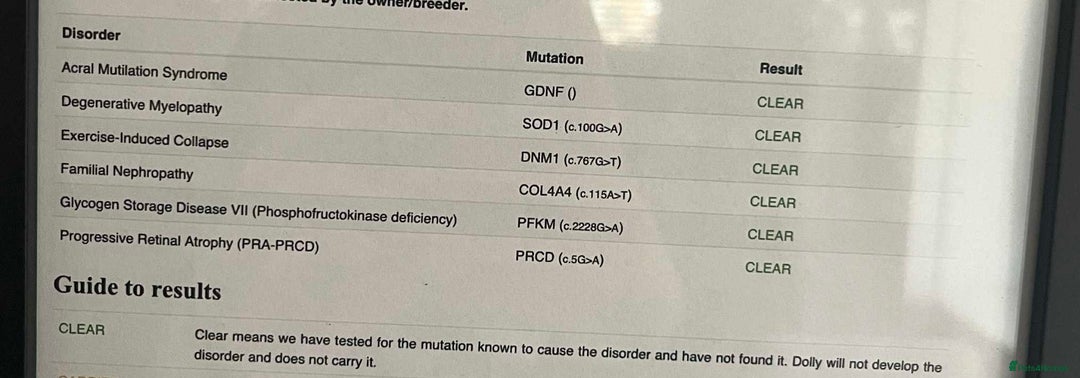 Cocker Spaniel dogs for sale: Kc reg show cocker spaniels. Heath tested parents - Image 6