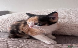 European cats for sale: Family kittens  - Image 1