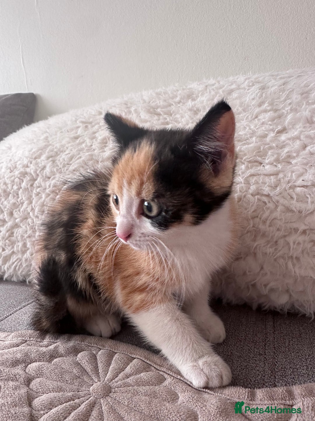 European cats for sale: Family kittens  - Image 1