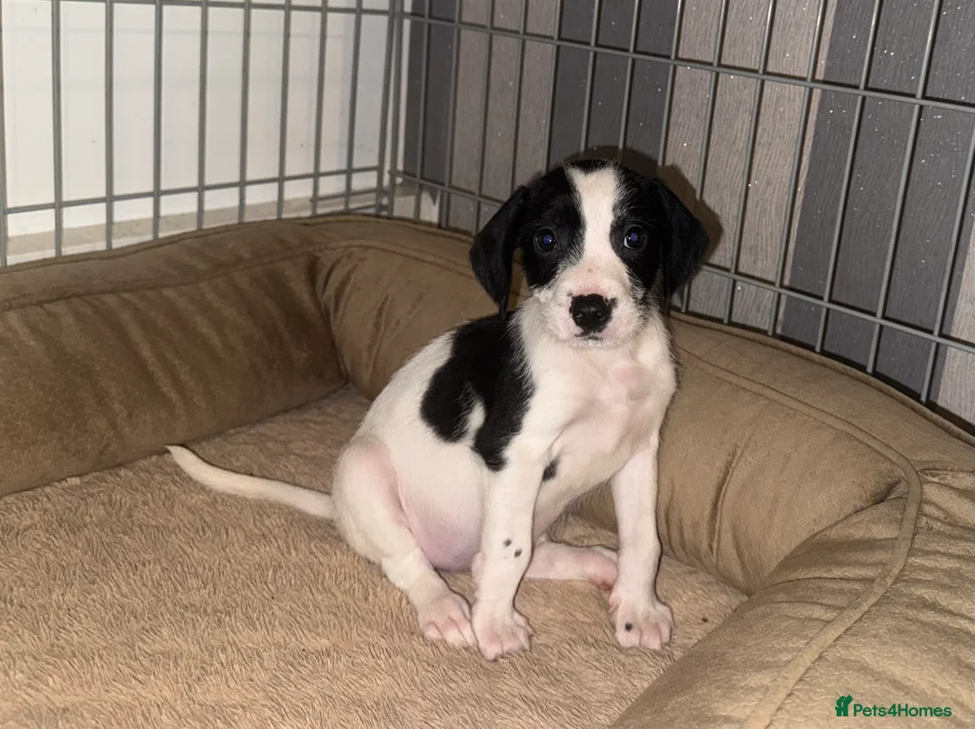 Mixed Breed dogs for sale: 2 boys 2 girls springer jacks ready now  - Advert 11