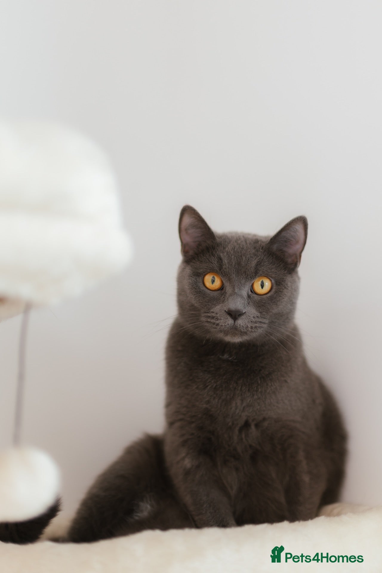 British Shorthair cats British Shorthair, 2.5 Years Old – £400 - Advert 1