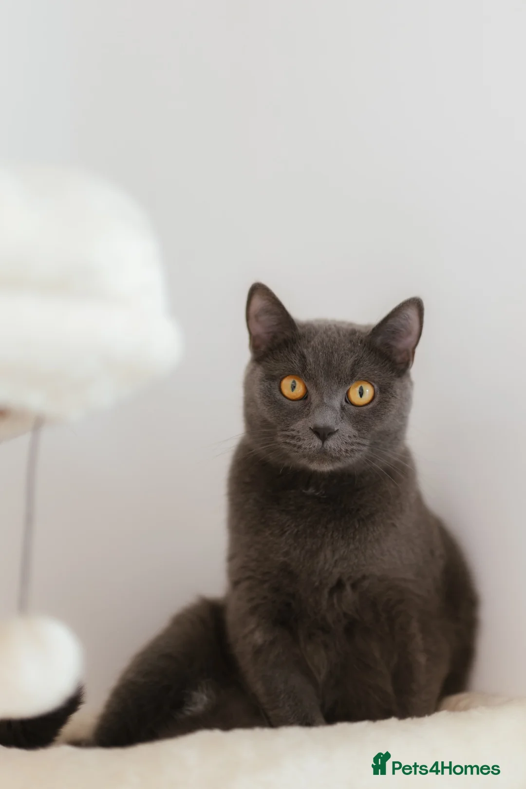 British Shorthair cats for sale: British Shorthair, 2.5 Years Old – £400 in Uxbridge - Advert 1