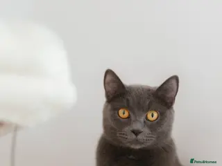 British Shorthair cats British Shorthair, 2.5 Years Old – £400 - Advert 2