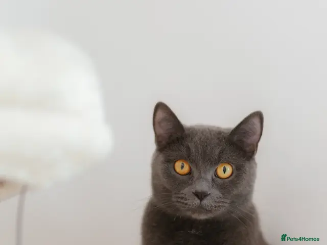 British Shorthair cats British Shorthair, 2.5 Years Old – £400 - Advert 1