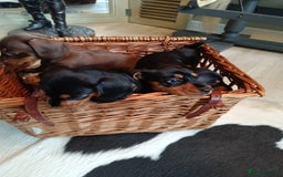 Miniature Dachshund dogs for sale: REDUCED. KC:reg Two Boys Smooth  - Image 21