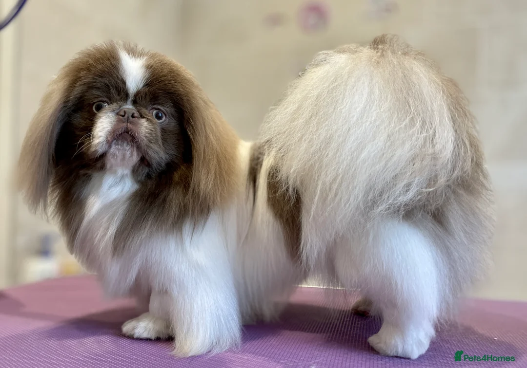 Pekingese dogs for stud: Lilac & white KC reg Pekingese for stud in Winchester - Advert 5