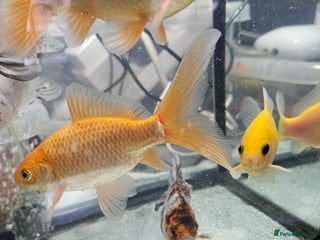 Goldfish fish - Advert 14