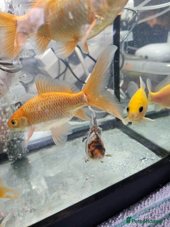 Goldfish fish - Advert 2